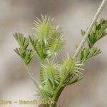 Daucus durieua Плод