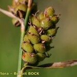 Carex tomentosa Fruit