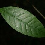 Rinorea pectino-squamata Φύλλο