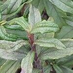 Cistus laurifolius Blad