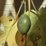 Solanum betaceum Fruit