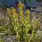 Solidago gigantea Habitus