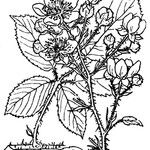 Rubus melanoxylon Anders