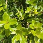 Eucryphia cordifolia Foglia