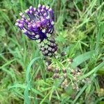 Muscari comosum Fula