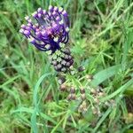 Muscari comosum Λουλούδι