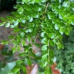 Azara microphylla Blatt