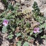 Erodium aethiopicum पत्ता