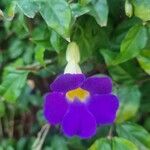 Thunbergia erecta Kvet