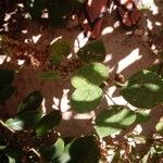 Sidastrum micranthum Leaf