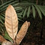 Pycnandra fastuosa Hoja
