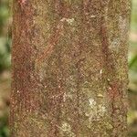 Pouteria cayennensis Kabuk