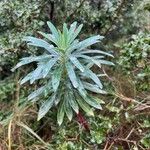 Euphorbia characias Cortiza