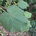 Dombeya burgessiae Лист