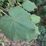 Dombeya burgessiae Blad