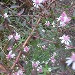 Symphyotrichum lateriflorum Other