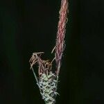 Carex tomentosa Virág