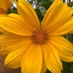 Tithonia diversifolia Blomma