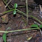 Barleria oenotheroides Tervik taim