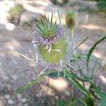 Dipsacus fullonumFlower