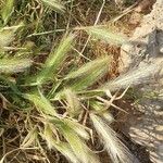 Hordeum marinum पत्ता