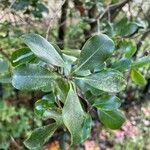 Pittosporum tenuifolium Leaf