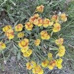 Eriogonum umbellatum Flower