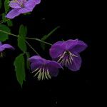 Thalictrum rostellatum Habitus