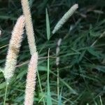 Phleum pratenseΦρούτο