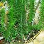 Lycopodium annotinum Yaprak