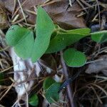 Oxalis acetosella Blad