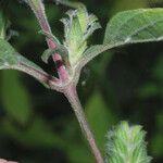 Tetramerium nervosum Flower