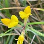 Lotus corniculatus Květ