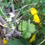 Galium pumilum Blatt