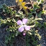 Matthiola tricuspidata Flower