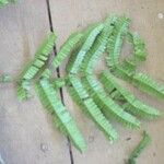 Pseudopiptadenia psilostachya Yaprak
