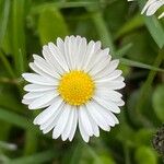 Bellis annuaFlor