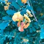 Colutea orientalis Flor