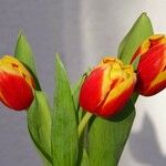 Tulipa gesneriana Fiore