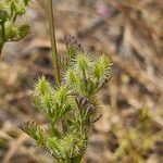 Daucus durieua Vrucht