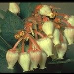 Arctostaphylos pallida Kvet