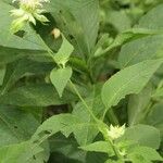 Monarda clinopodia Листок