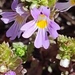 Euphrasia alpinaЦвят