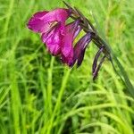 Gladiolus palustrisKvět