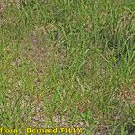 Piptatherum paradoxum Habit