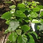 Pericallis appendiculata Leaf