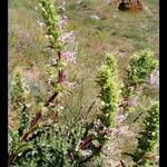 Morina persica Flower