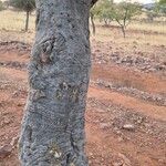 Boscia albitrunca Kabuk
