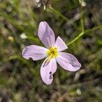 Sabatia stellaris