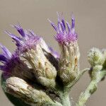 Pluchea sericea Flower